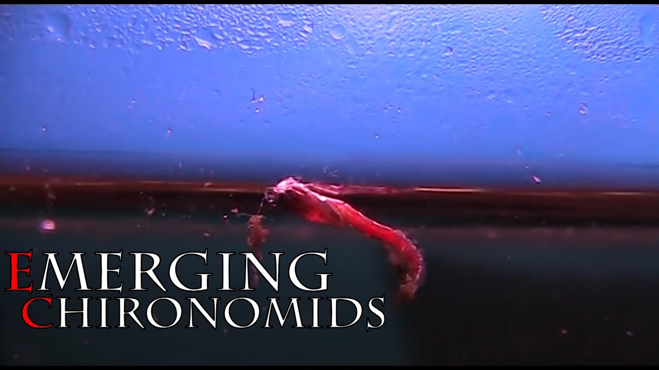 Emerging Chironomids by David Strawhorn