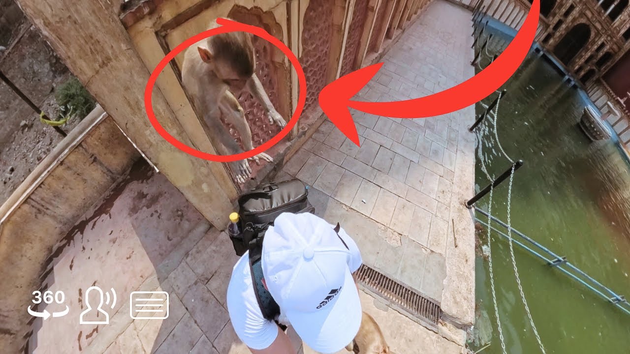 Monkey Temple Jaipur 360°: What No One Tells You About These Monkeys…