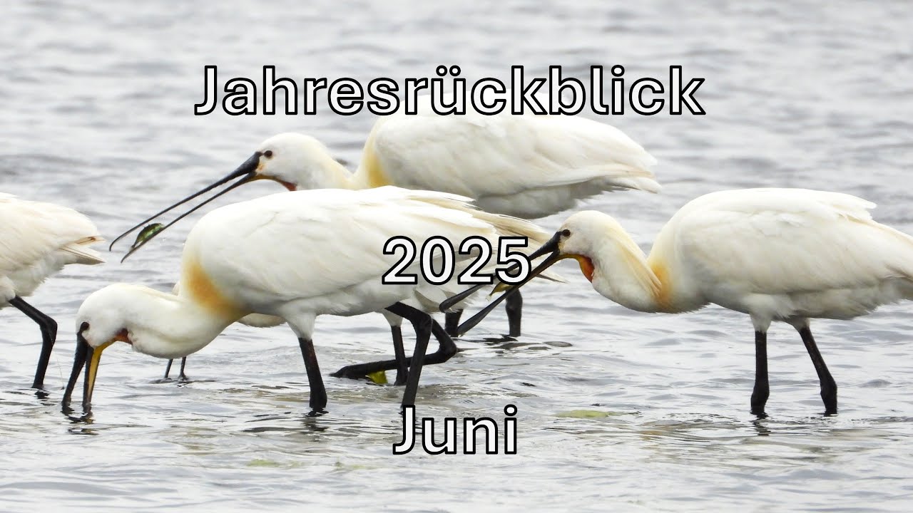 Meine Vogelwelt im Monat Juni - Der Monat Juni in Videos und Bildern