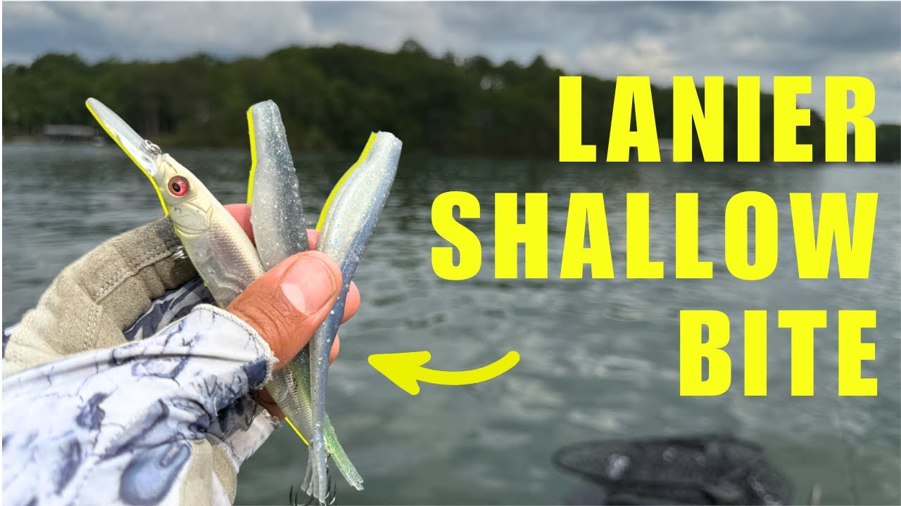 Lake Lanier Shallow Water Bass Fishing in June (With Jerkbaits)