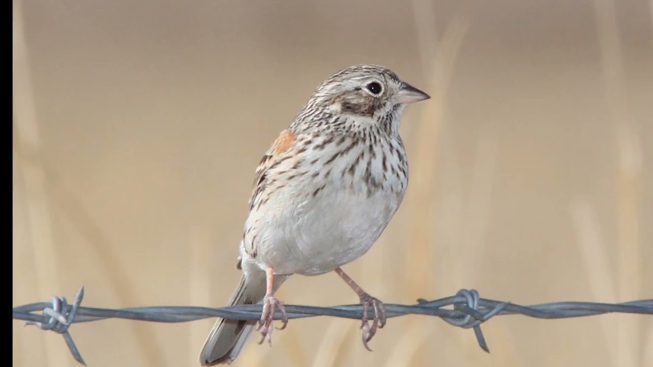 Vesper Sparrow Bird Sound Video-Soothing Nature Sounds for Sleep