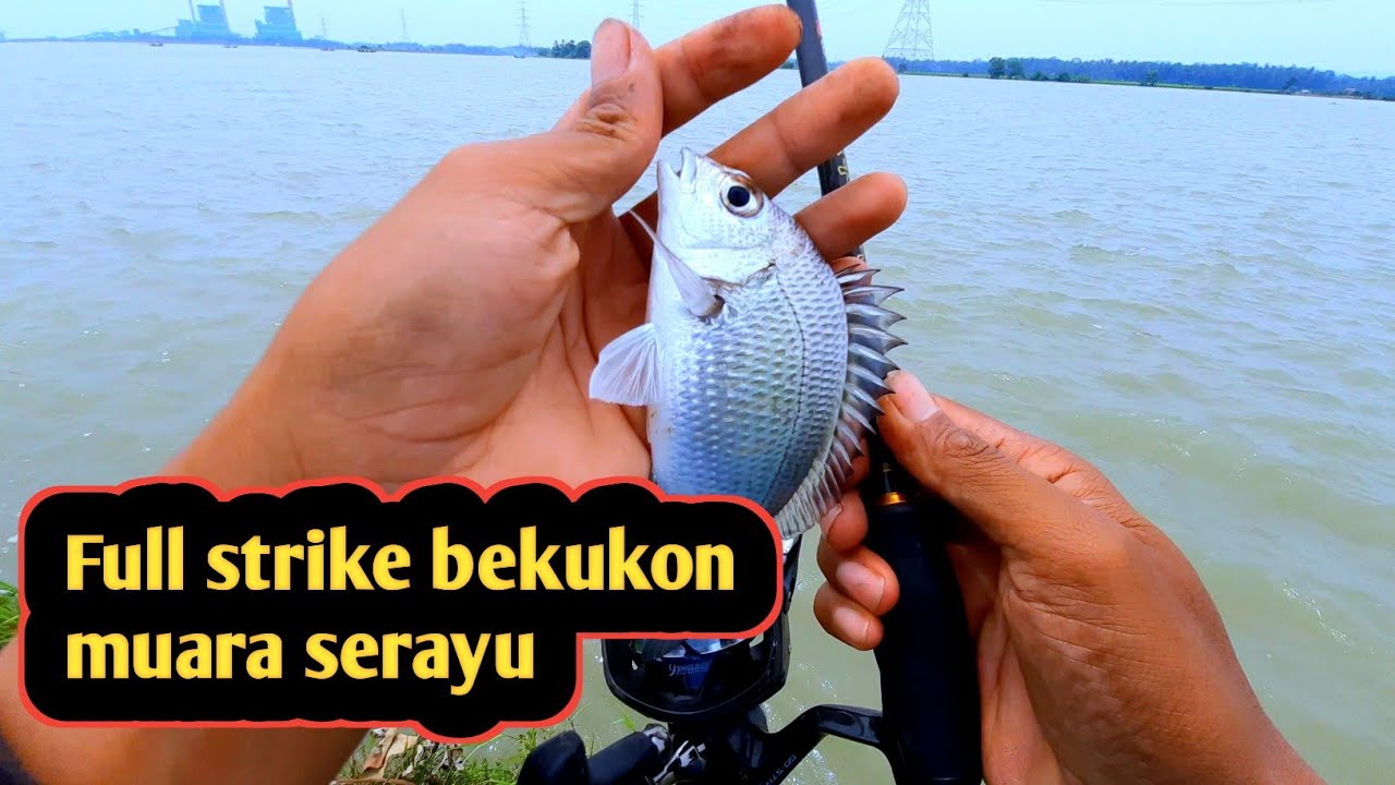 Mancing bekukon muara serayu cilacap