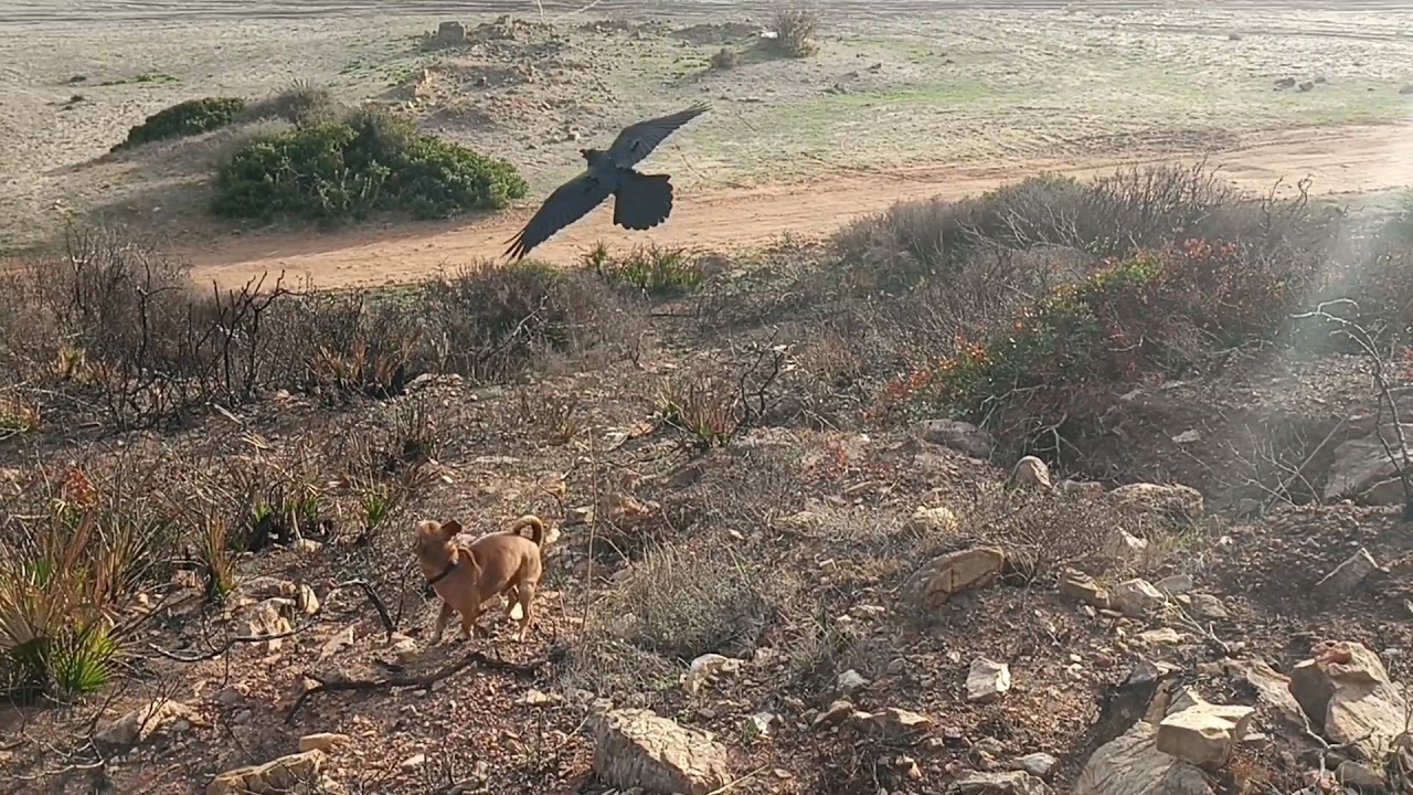 Cuervo jugando con perro
