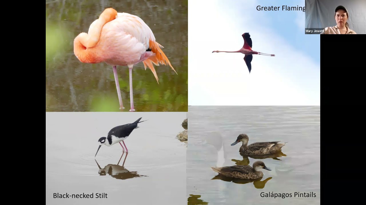 Galapagos Virtual Presentation