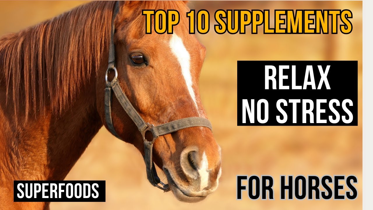 TOP 10 natural relaxing supplements for  HORSES