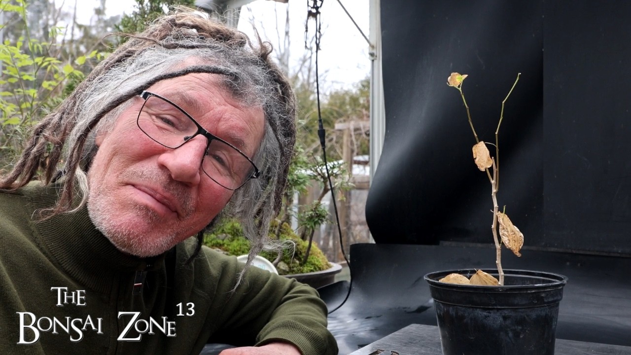 Пересадка моей орхидеи, The Bonsai Zone, март 2026 г.
