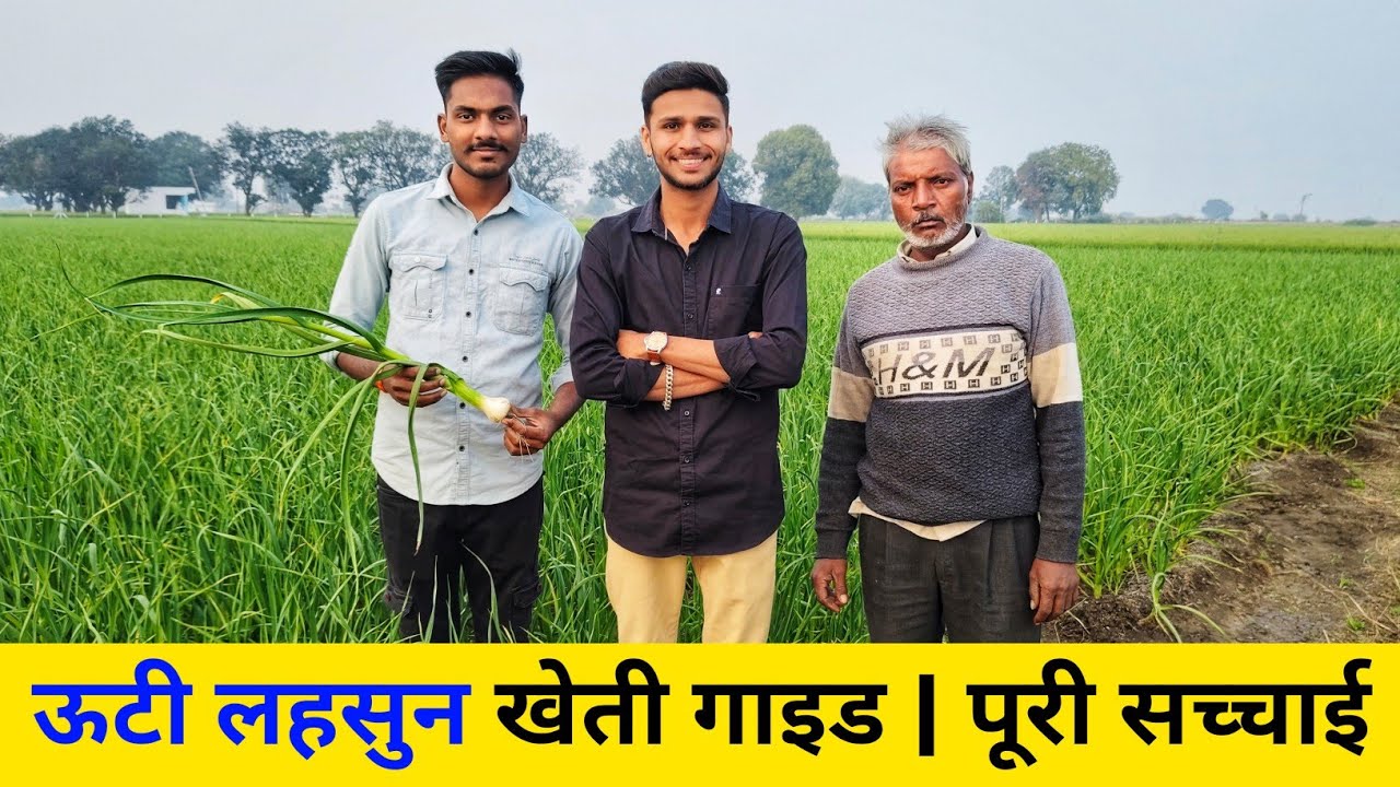 सफल किसान से जानिए! कैसे ऊटी फर्स्ट लहसुन की खेती से लाखों कमाए🤑💰 Ooty 1st Lahsun Farming