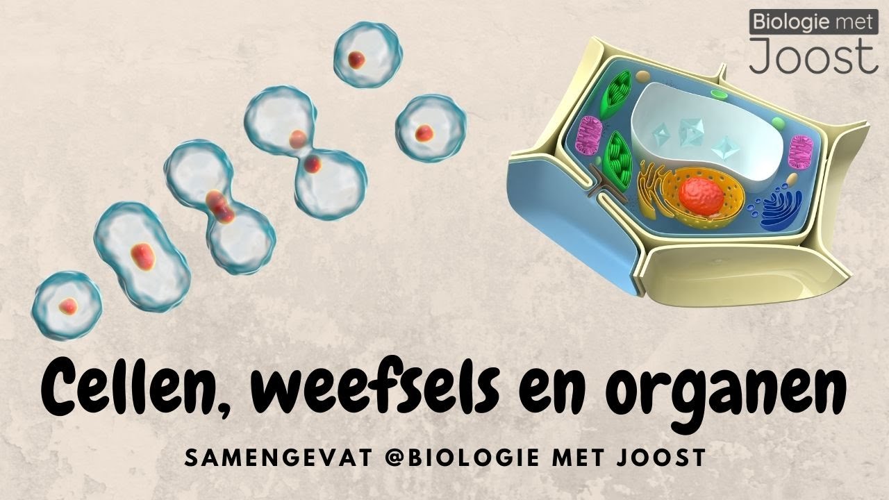 Cellen, weefsels en organen | Samenvatting