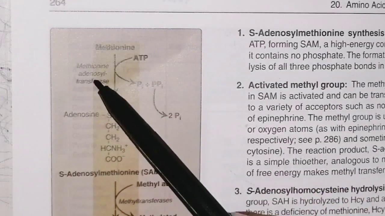 Amino acid that forms Pyruvate, fumarate, succinyl coA, methionine metabolism #amino_acid_metabolism