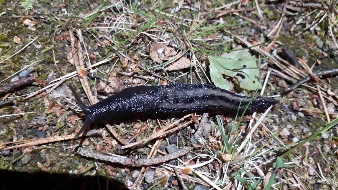 Limax Cinereoniger Slug at midnight - Ukkoetana keskiy&ouml;ll&auml;