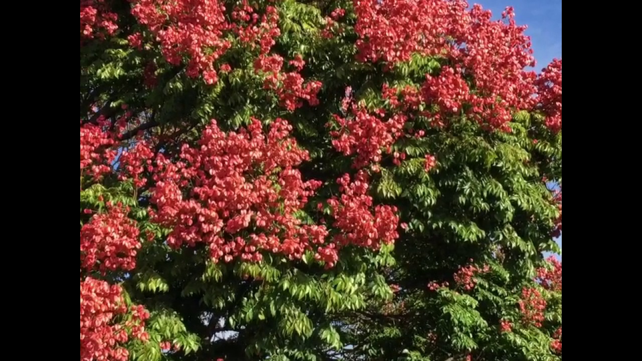 A Golden Rain tree will make you happy!