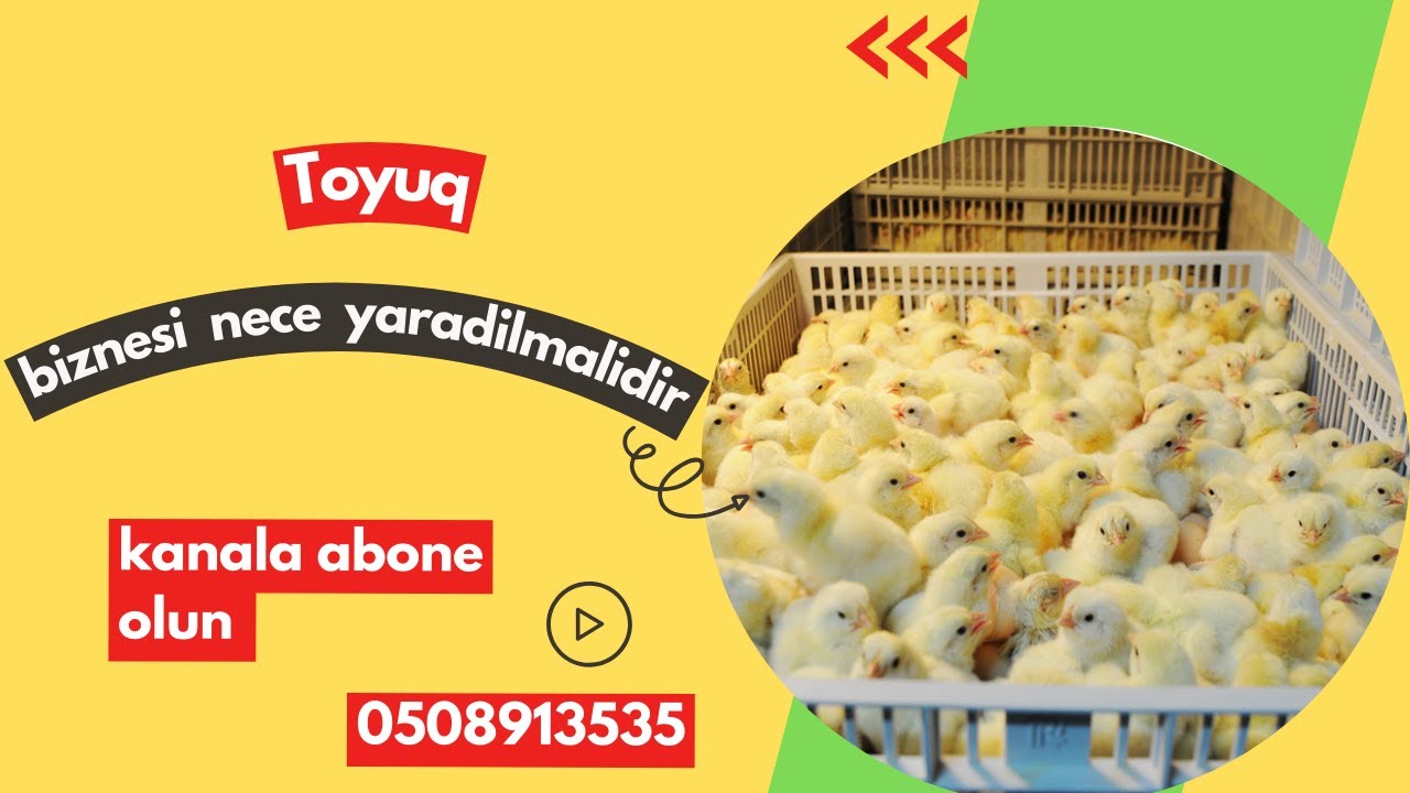 Toyuq Bİznesi Nece yaradilmalidr (TOYUQ BİZNESSİ)