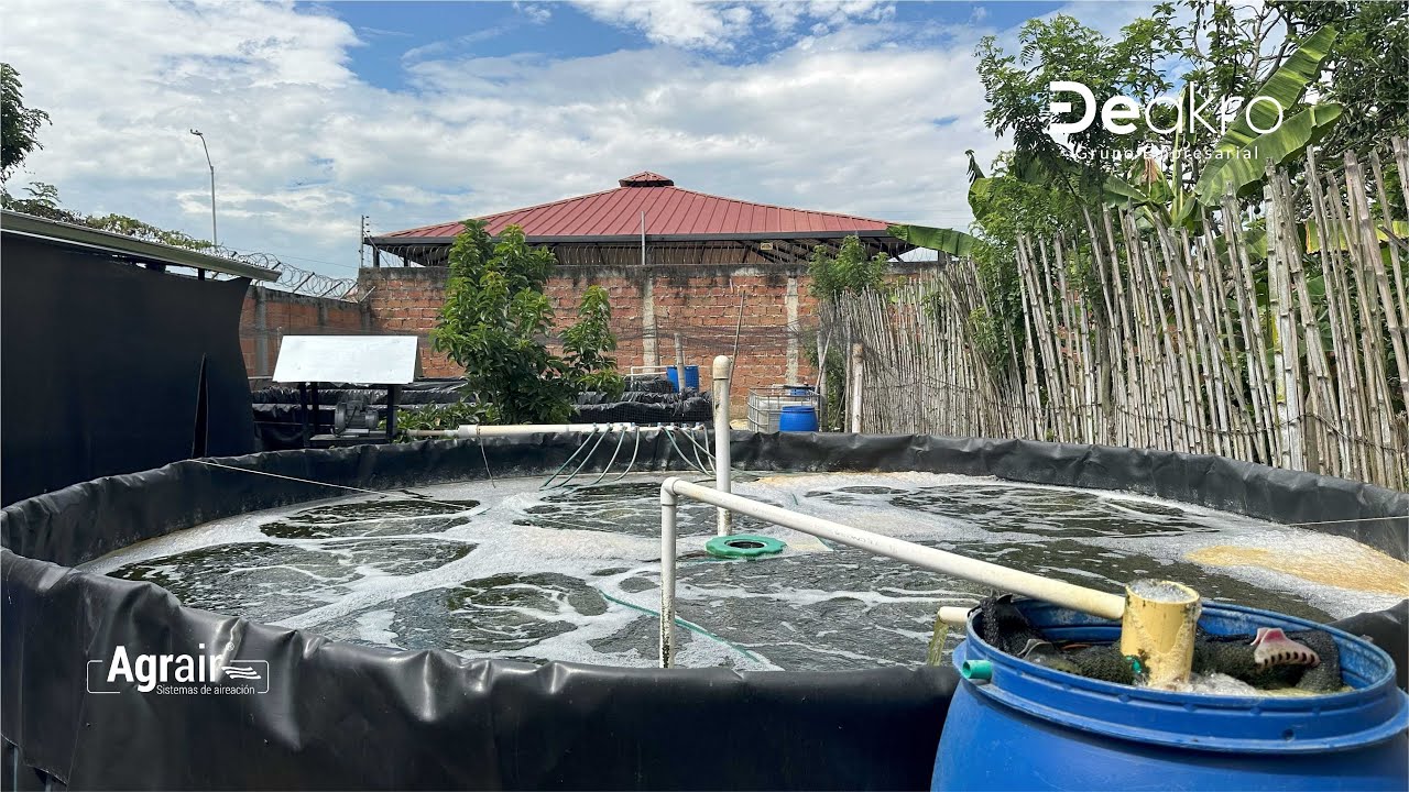 Cuál es el Secreto de Don Leonardo para producir peces grandes? 