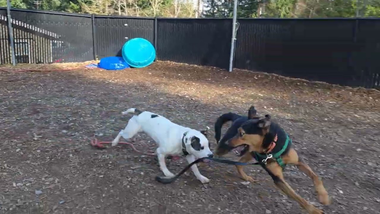 Kiddo & Scatola Playdate!