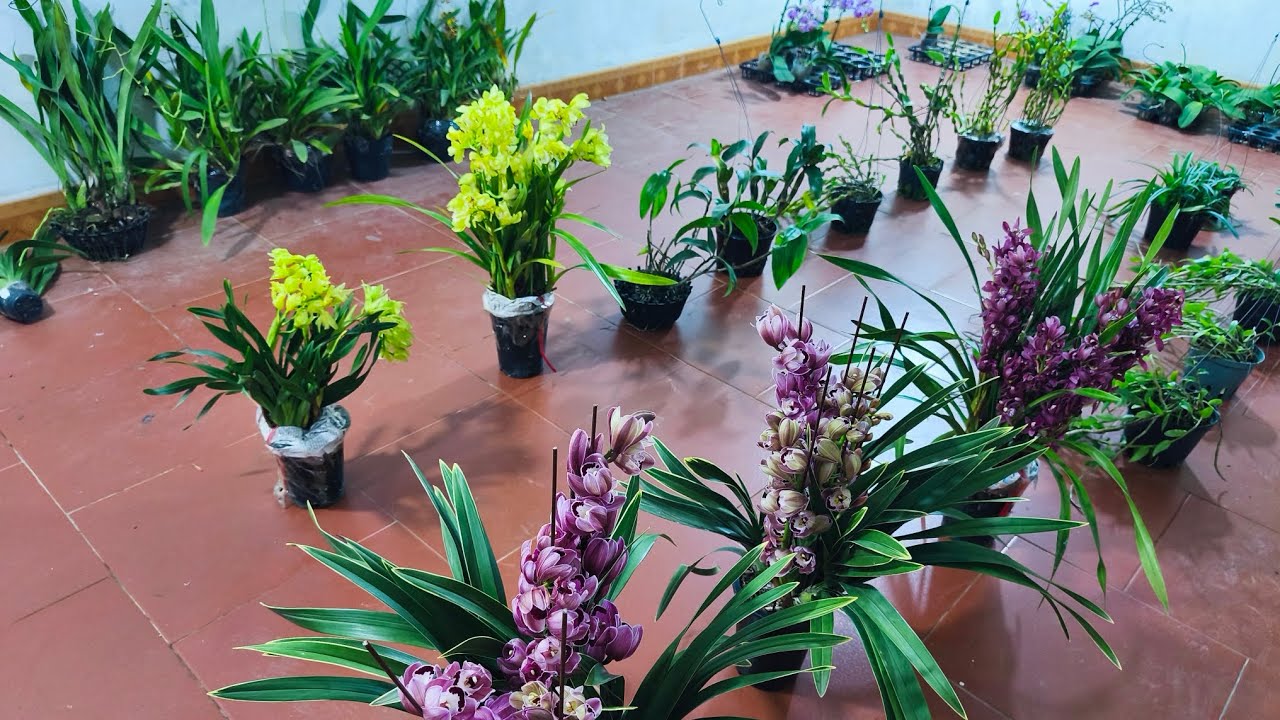 Xả nốt nghỉ tết địa lan, hồ điệp, đên rô..0392598516