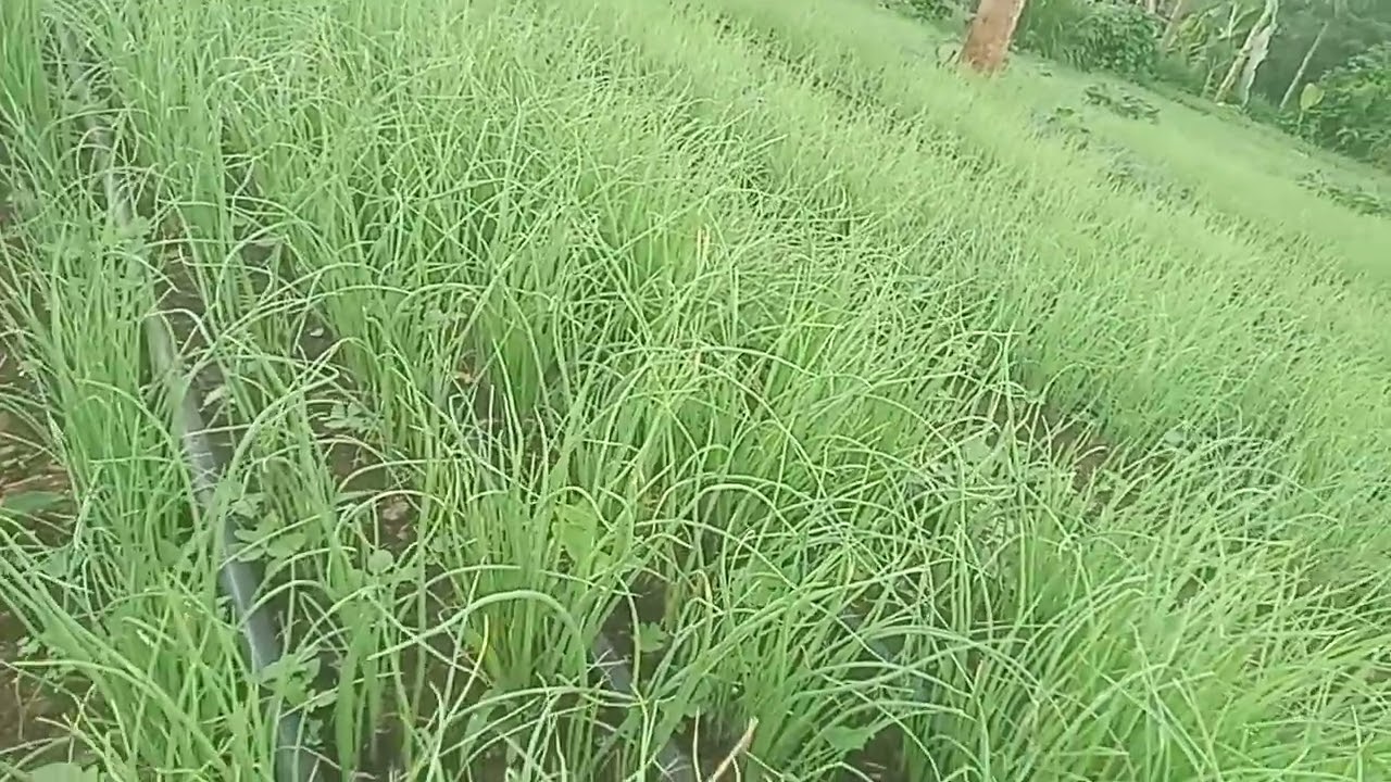 How to control Fungal diesease on onion Nursery during the rainy season