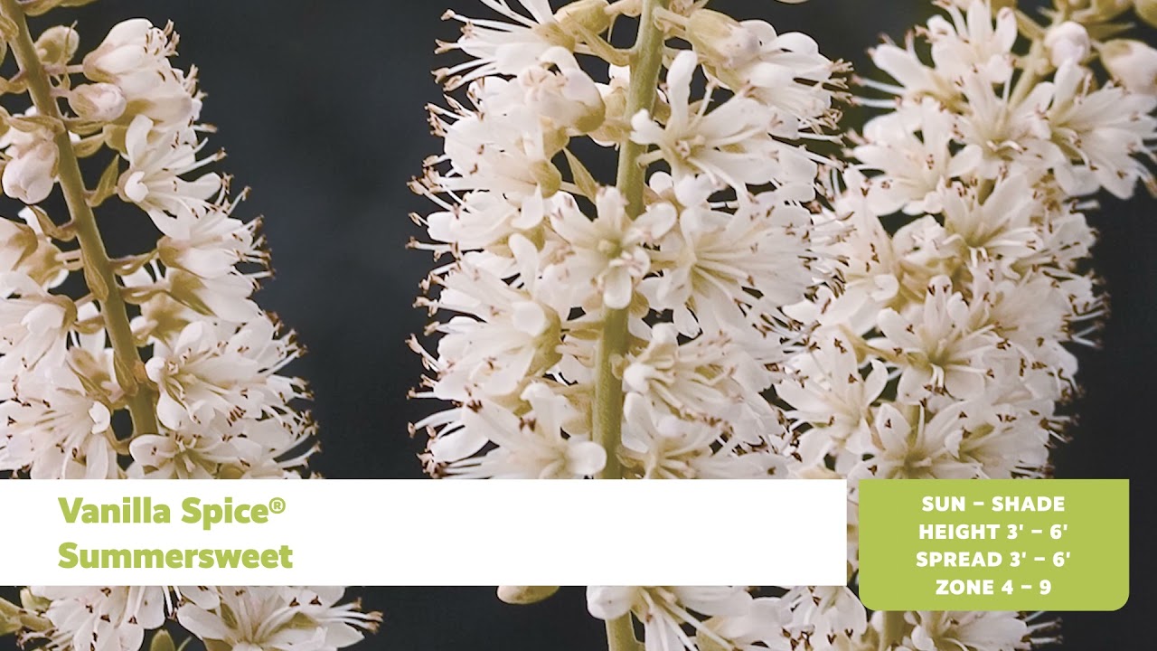 Shrubs for Wet Sites