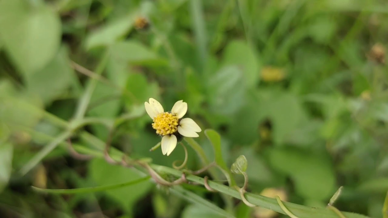 Peaceful Flower Field Live  | Nature Therapy Stream for Anxiety & Deep Relaxation