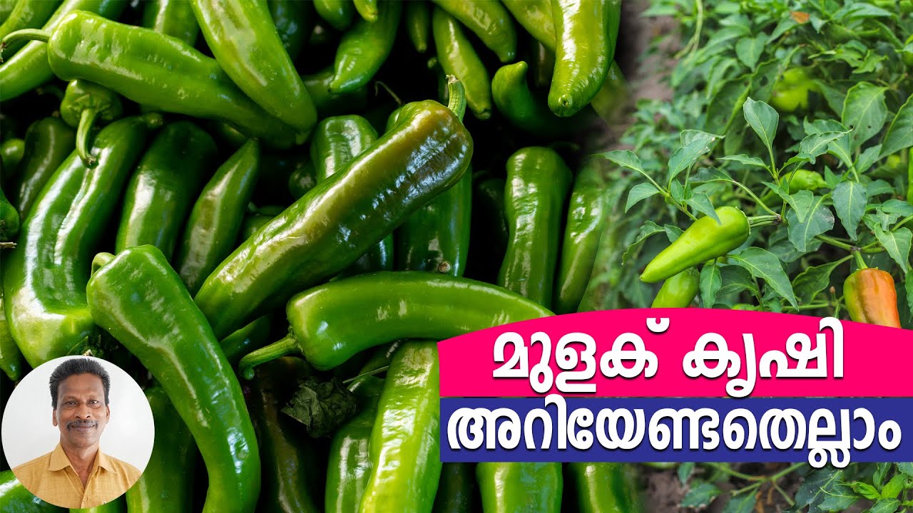മുളക് കൃഷി, അറിയേണ്ടതെല്ലാം | കൃഷി അറിവുകൾ | A. M. Thomas