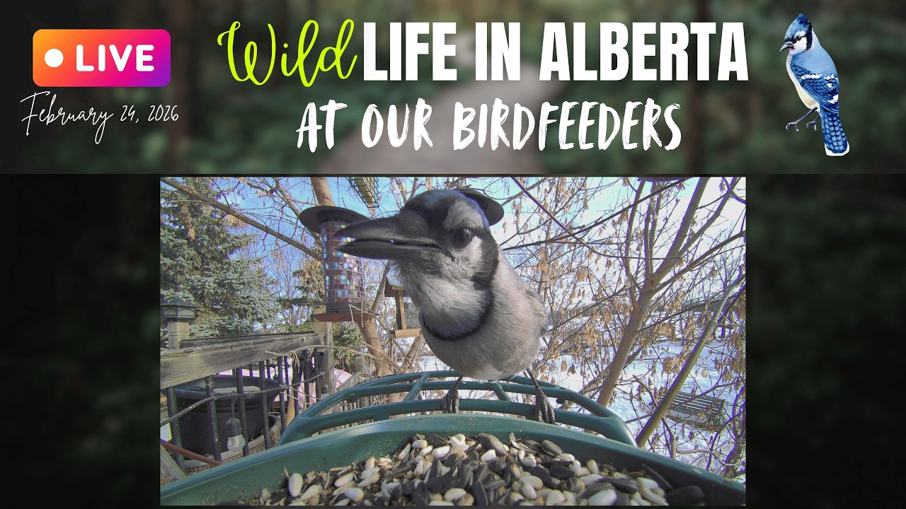 Live from our Birdfeeders in north-central #alberta #canada #birds #bluejays #wildlife #livecam #ab