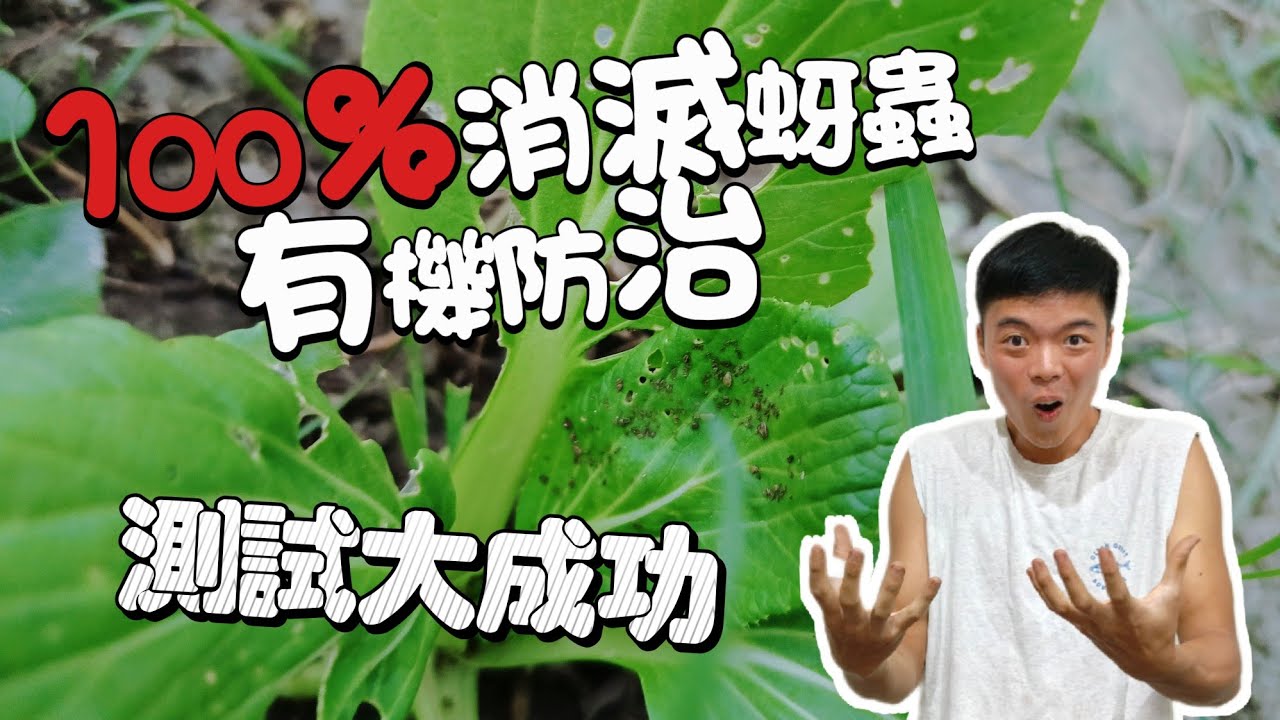 100%有機消滅蚜蟲的方法 測試大成功！家裡絕對有材料 如何防治蚜蟲 葵無露製作教學 | 紅龍兄