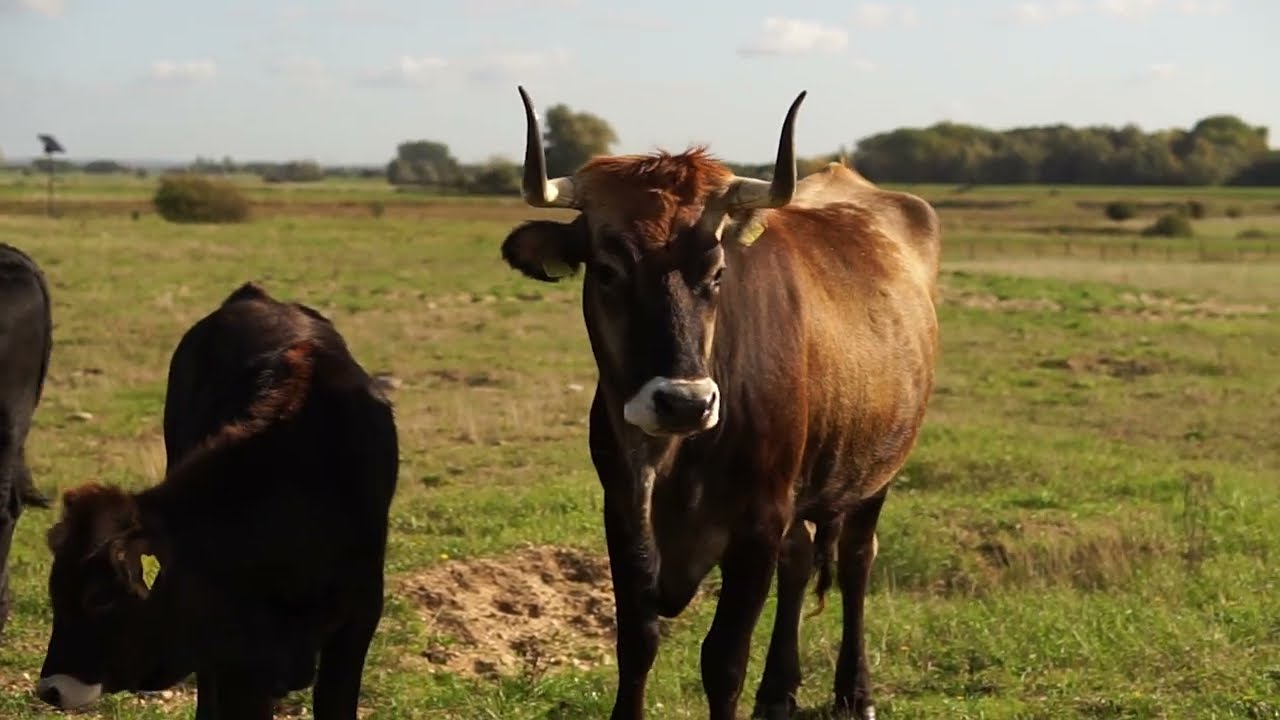 De keten van Wildrundvlees