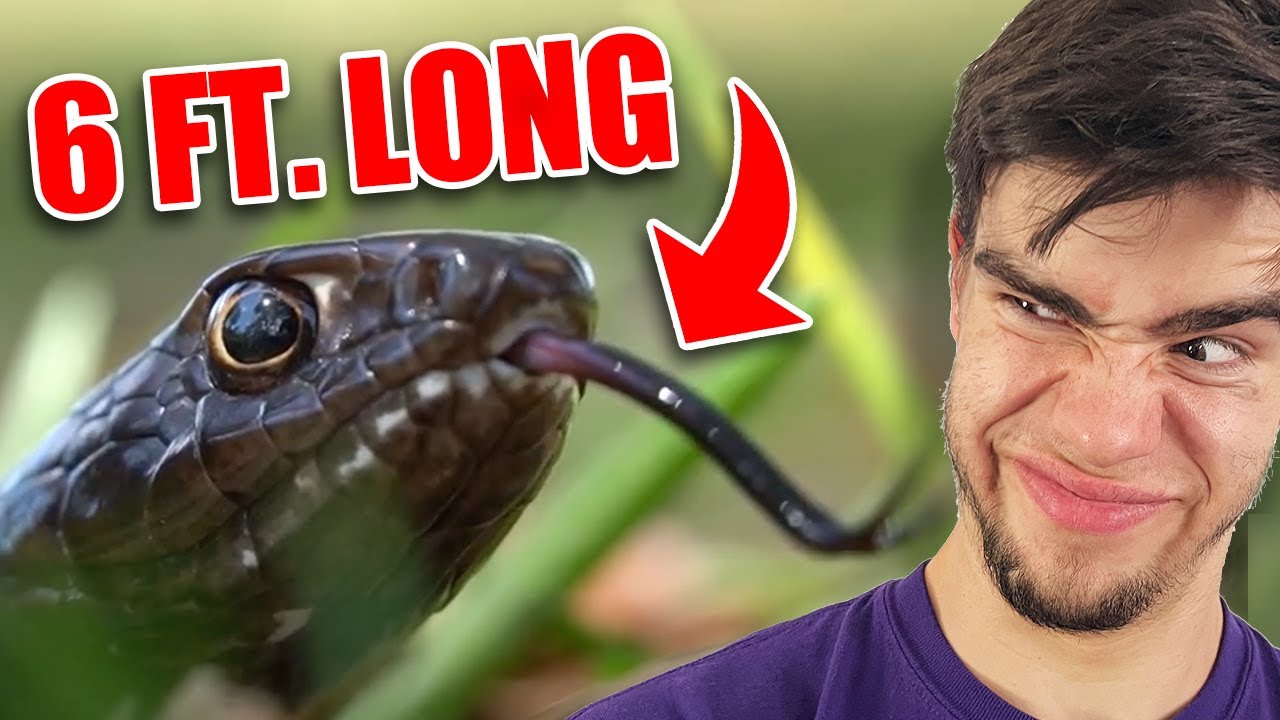 Six Foot Long Snake CAUGHT!