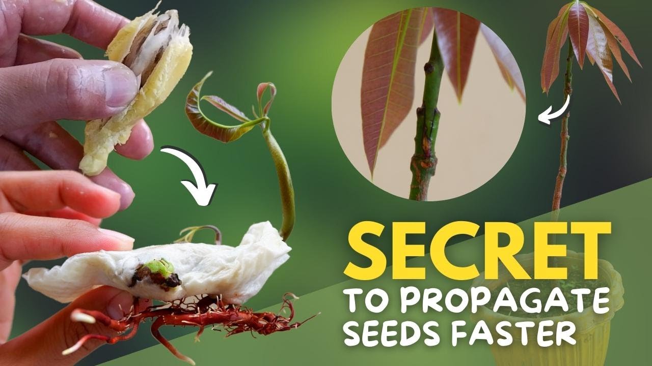Mango Seed Propagation Techniques | Grafting Techniques | Seed Germination Techniques - Tagalog