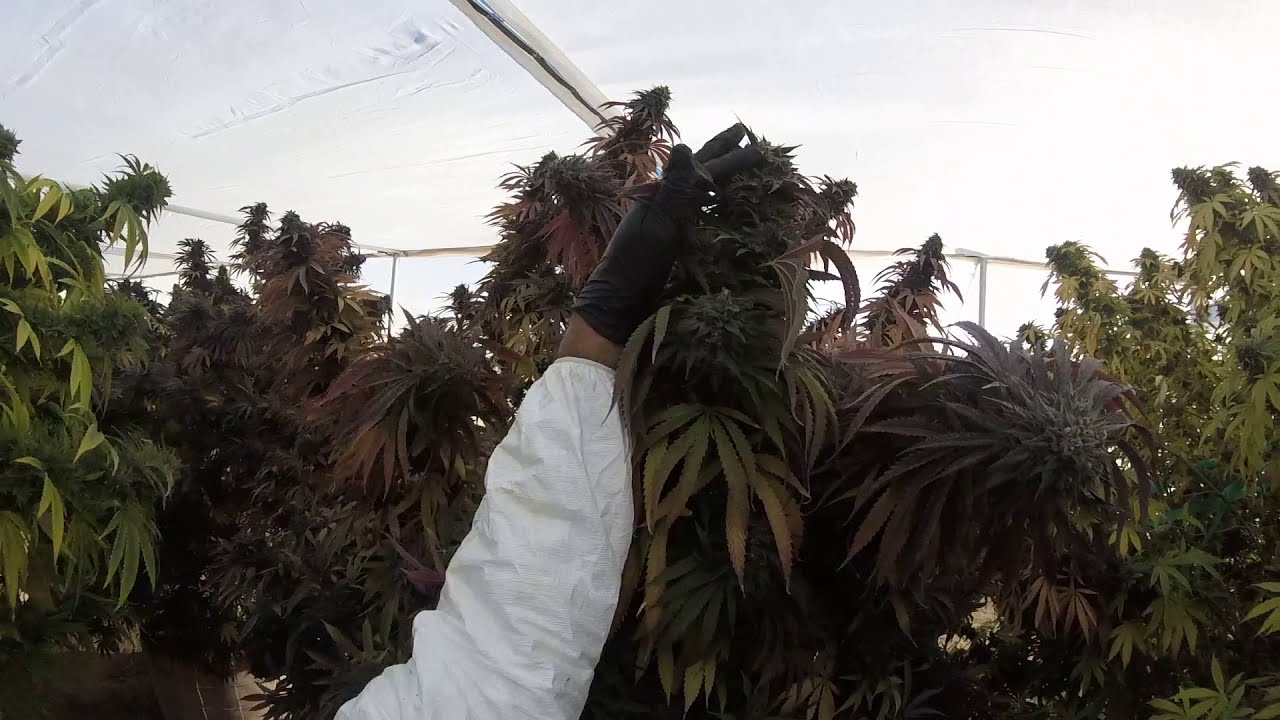 Largest Outdoor Cannabis Grow In The Desert