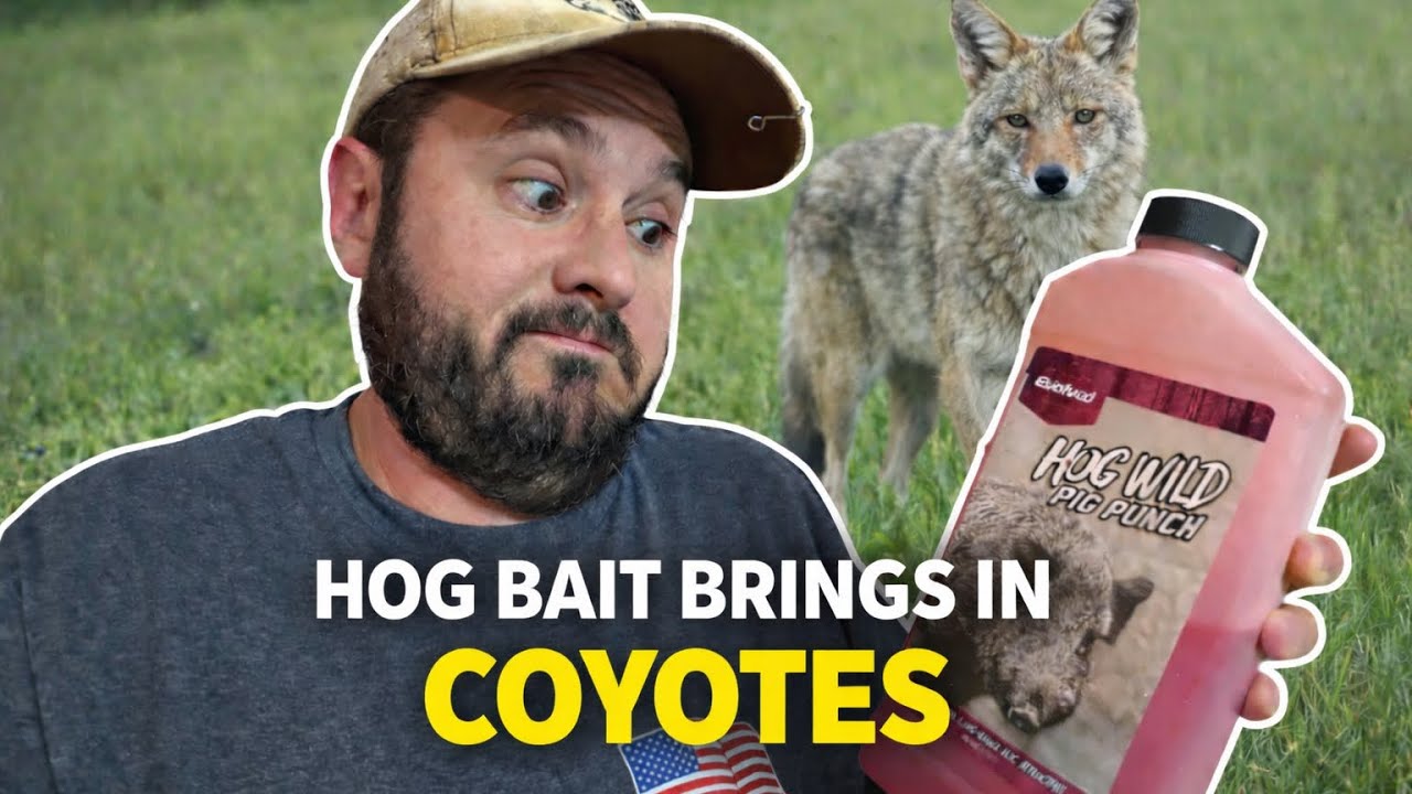  Hog Bait brings Coyotes! 