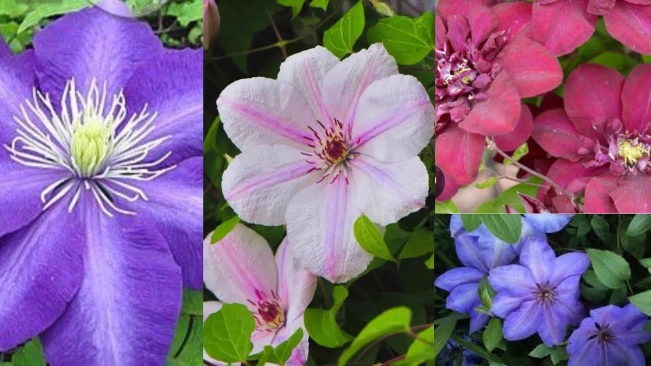 Купила очень красивые клематисы😍🌺🌺🌺