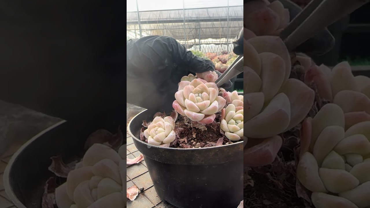 It broke its head and then lost its head#Succulent#Decompress#Old pile