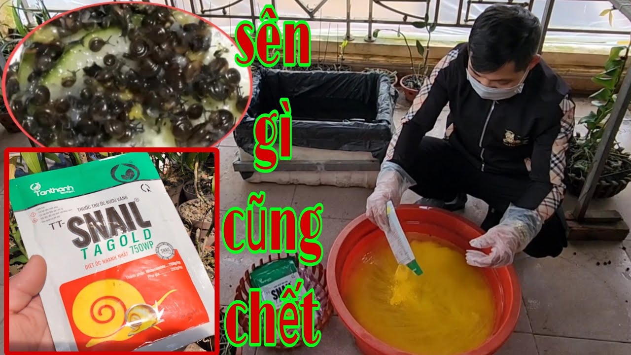Tuyệt chiêu diệt sạch sên hại lan trong một nốt nhạc | trồng lan ban công