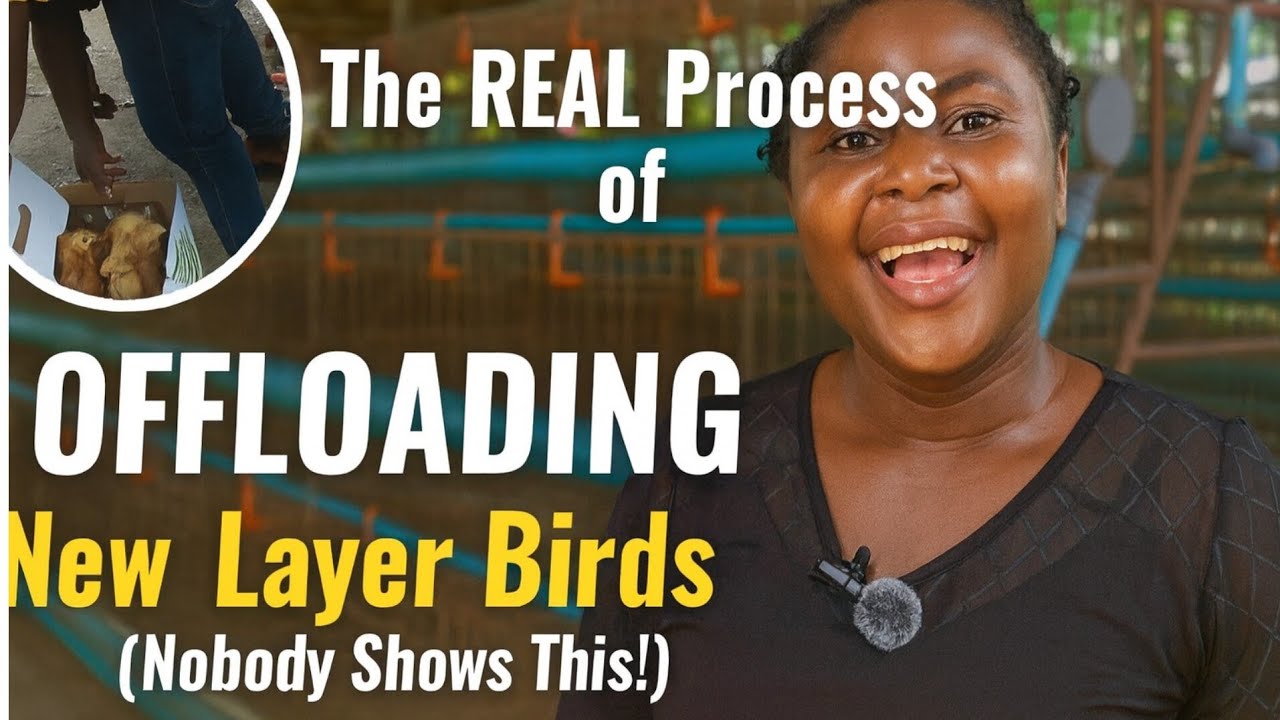 РЕАЛЬНЫЙ процесс отсадки новых несушек (никто этого не показывает!)