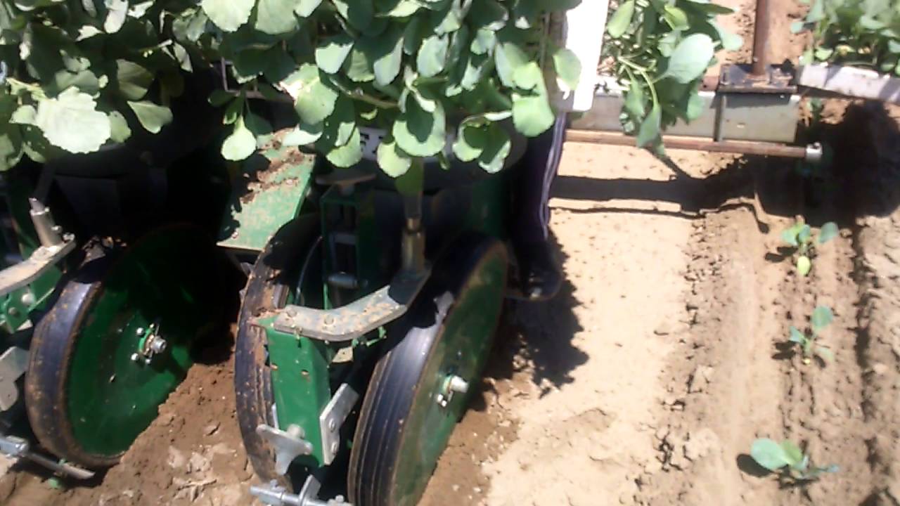 Cabbage transplantation with fedele fast transplanters