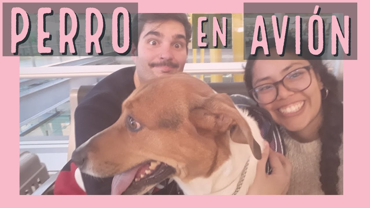 Viajé con mi mascota en avión 🐶  [MÉXICO-ESPAÑA y ESPAÑA-MÉXICO]