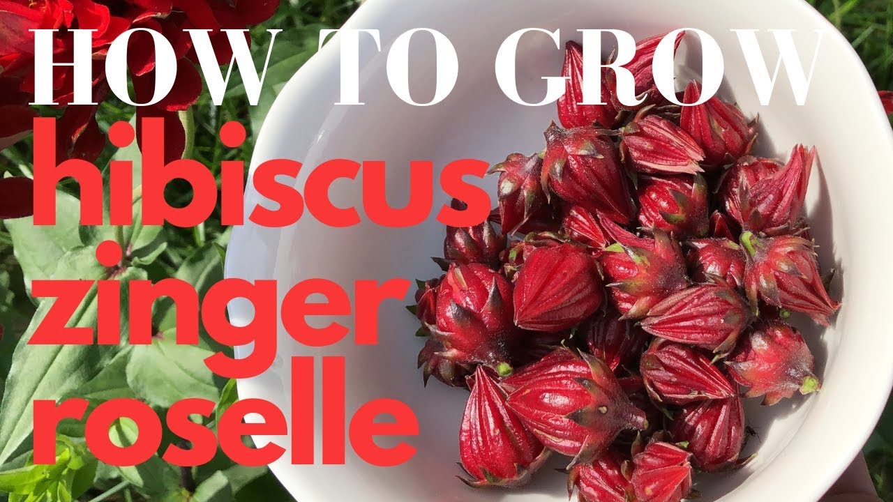 How to Grow Roselle Red Hibiscus Zinger Tea