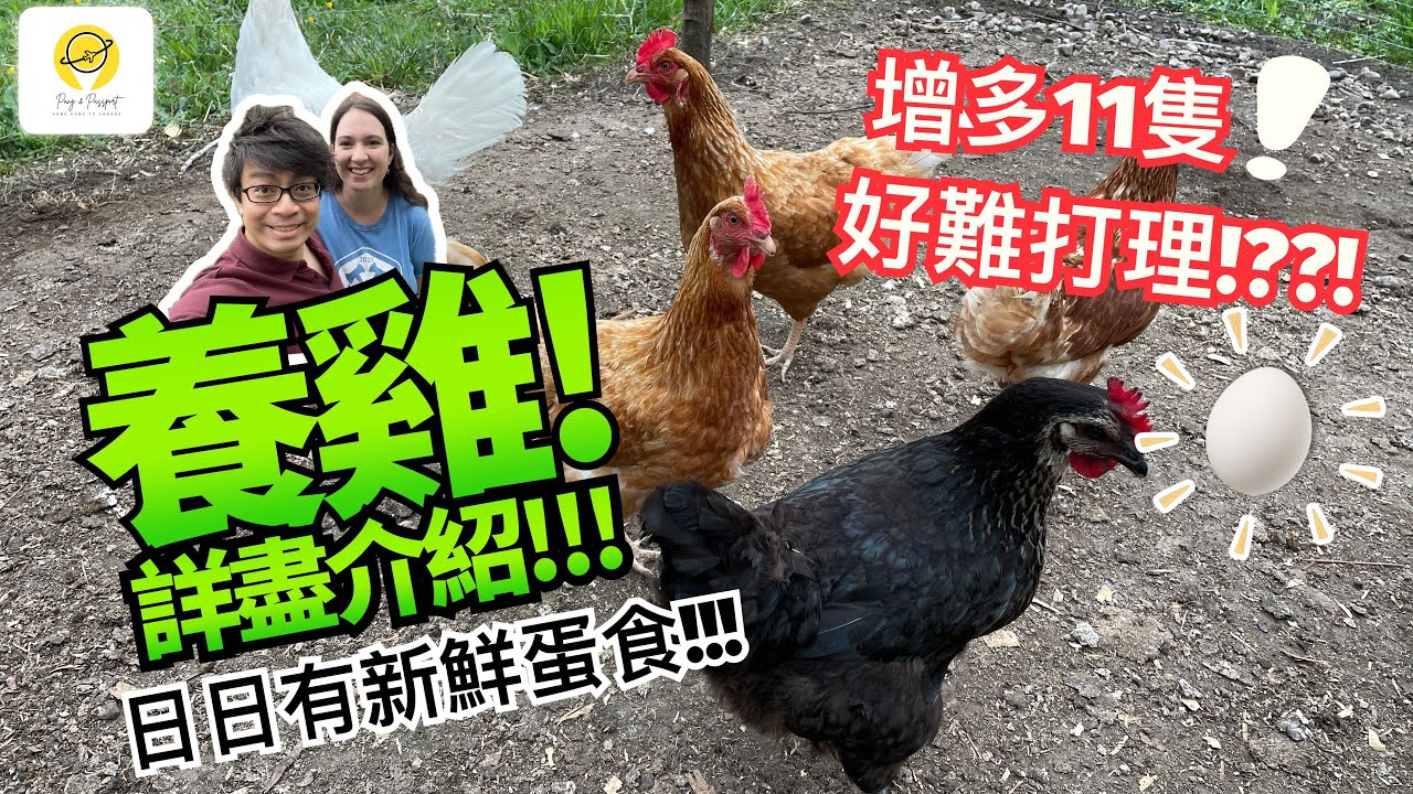 加拿大自家農場生自家蛋🥚🐔 養雞有好多嘢搞!??!?? 日常打理詳盡介紹✌🏻✌🏻✌🏻