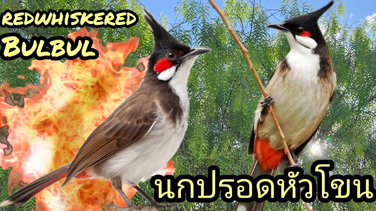 นกปรอดหัวโขน  (redwhiskered bulbul jocosusThai Bird/Pássaro Tailandês Bulbul-de-Bigode vermelho).