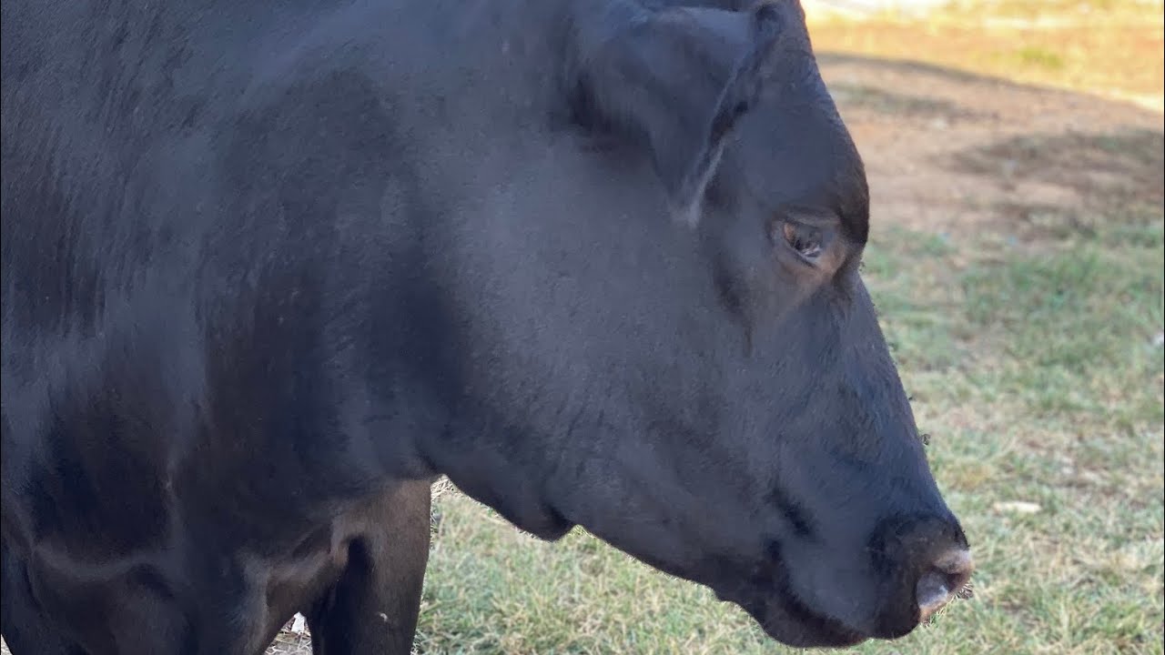 Is our jersey Holstein cross heifer bred?  Update❤️❤️