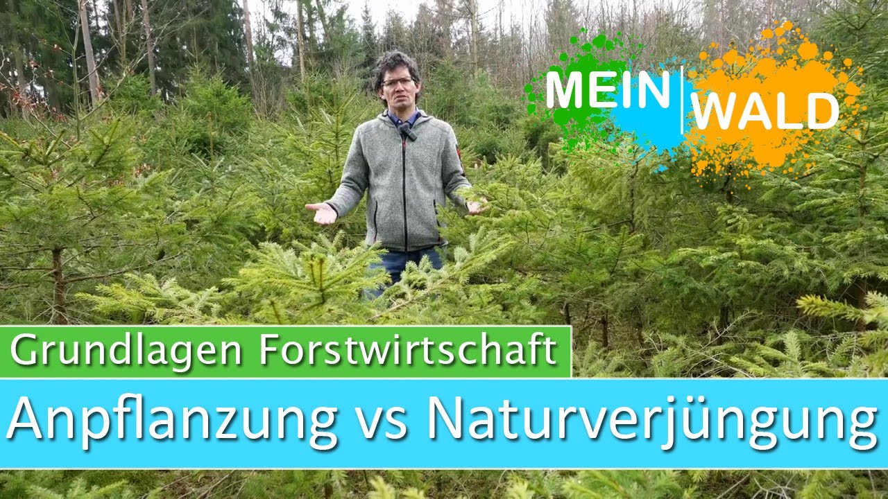 Anpflanzung vs Naturverjüngung  - Was ist besser?