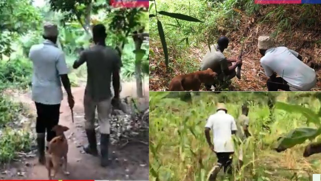 MUST WATCH!!! Hunter Narrates Mysteries Of The Thick Forest. Hunting Is Indeed A Scary Job