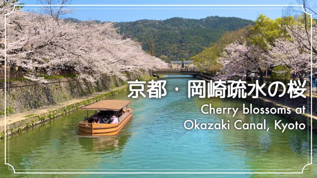 【京都・岡崎疏水の桜 4K】Japanese garden. Cherry blossoms in Okazaki Canal, Kyoto.