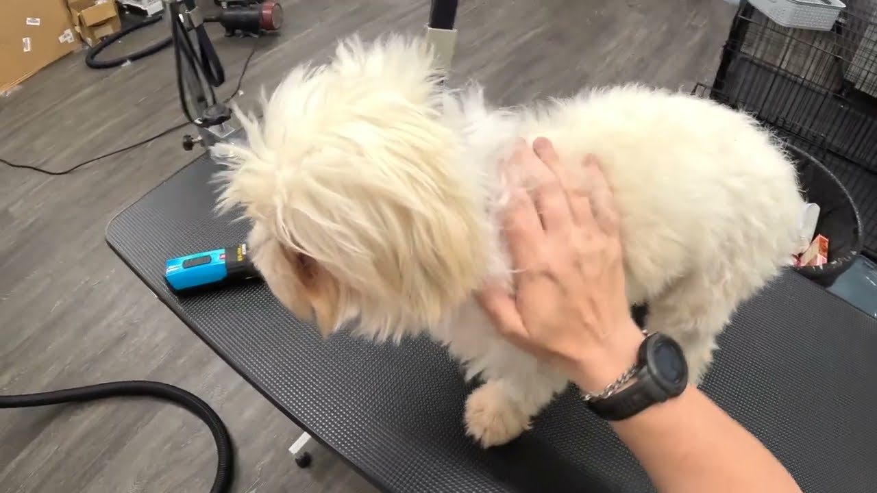 See How This Fluffy Pup Gets a Fresh New Look!