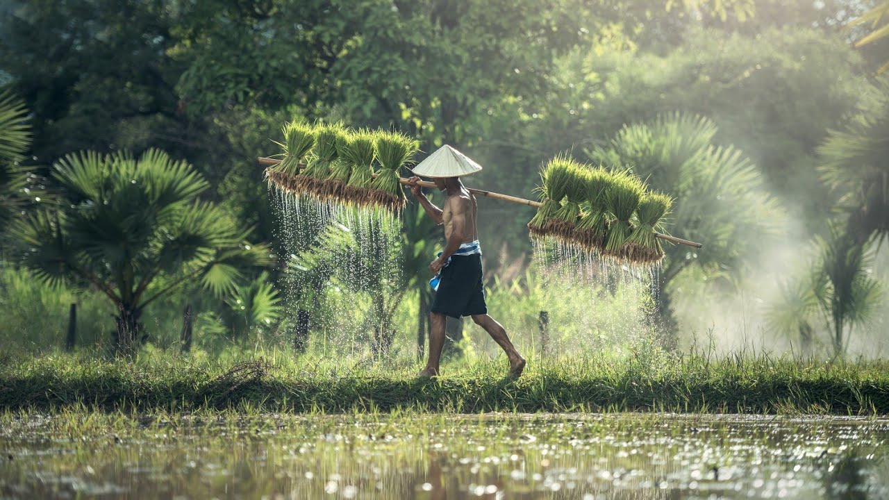 Rice Farming From Seed to Harvest🌾 | Complete Guide
