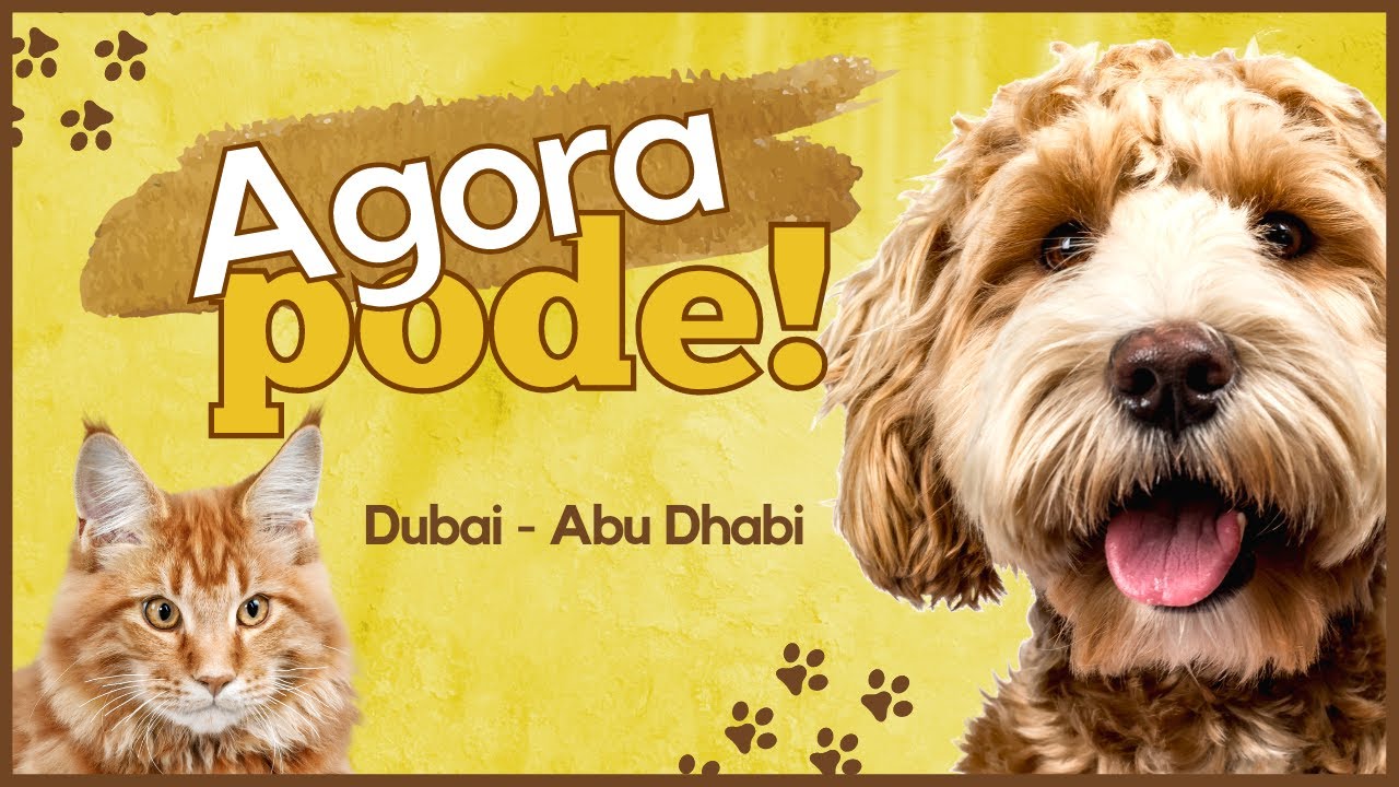 COMO VIAJAR COM ANIMAIS DE ESTIMAÇÃO PARA DUBAI E ABU DHABI - Regras de viagem com Pet [2022]