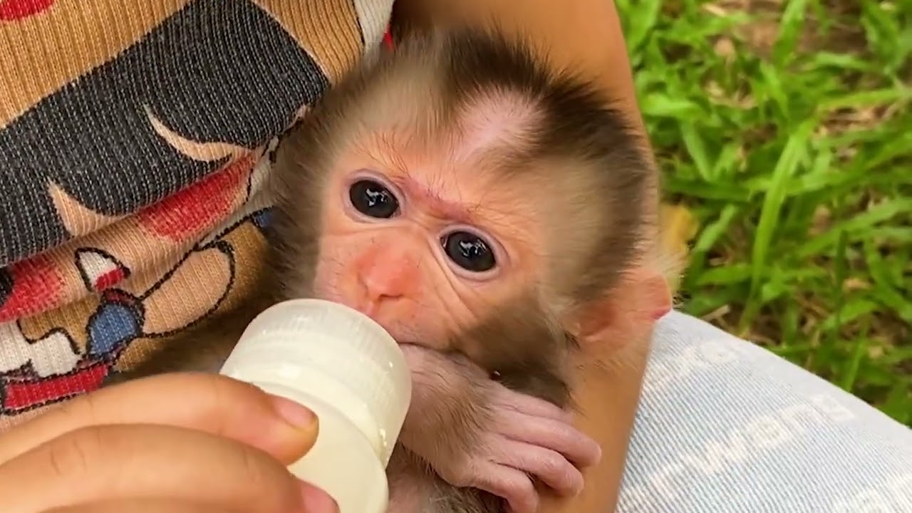Little Puppy Monkey Hangry Milk