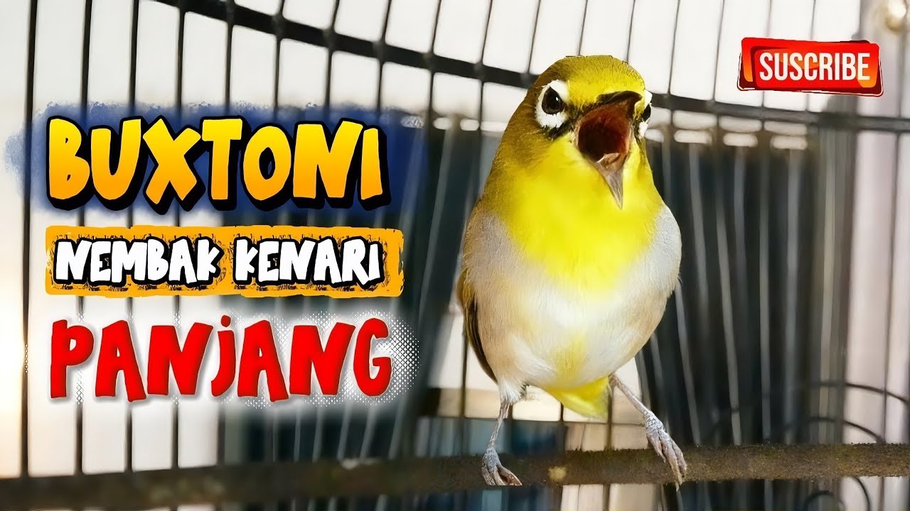 Pleci buxtoni nembak kenari wit wit panjang #plecibuxtoni #plecigacornembak 