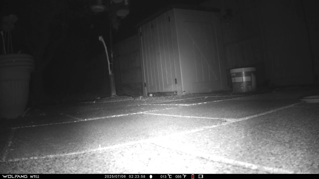 Hedgehog