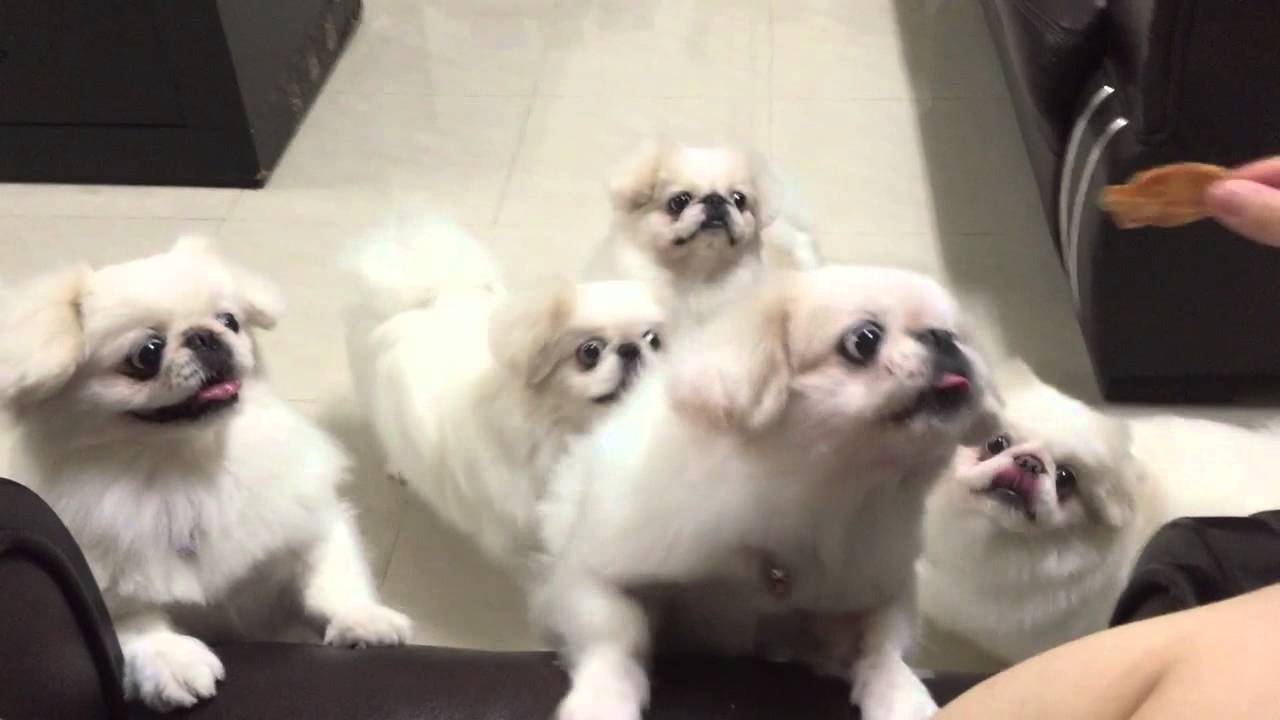 Pekingese urge to eat